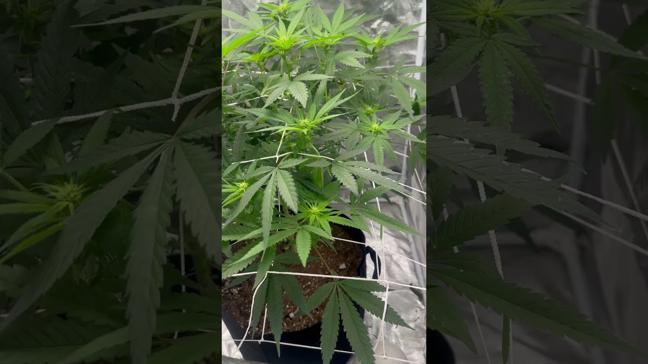 Jet Fuel Gelato week 2 of flower #acinfinity #grow #vivosun