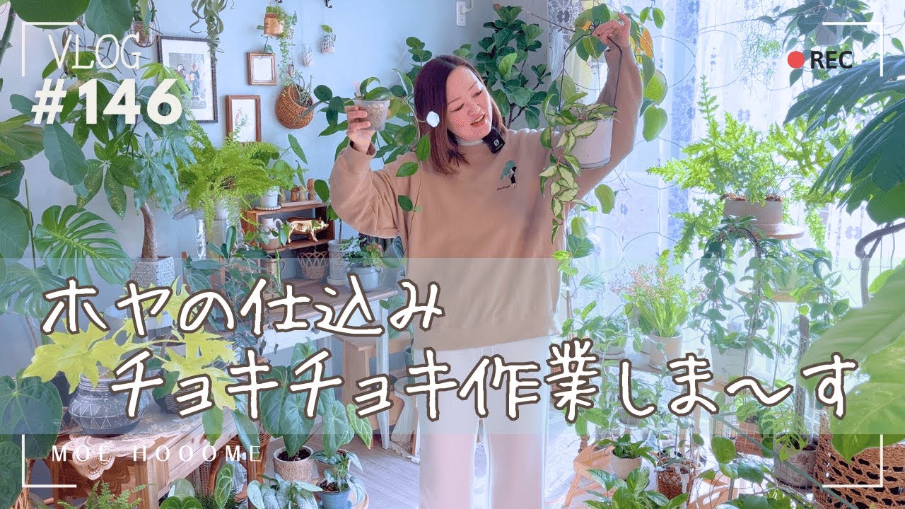【春を待ちながら】ホヤをチョキチョキする作業（Vlog/146）