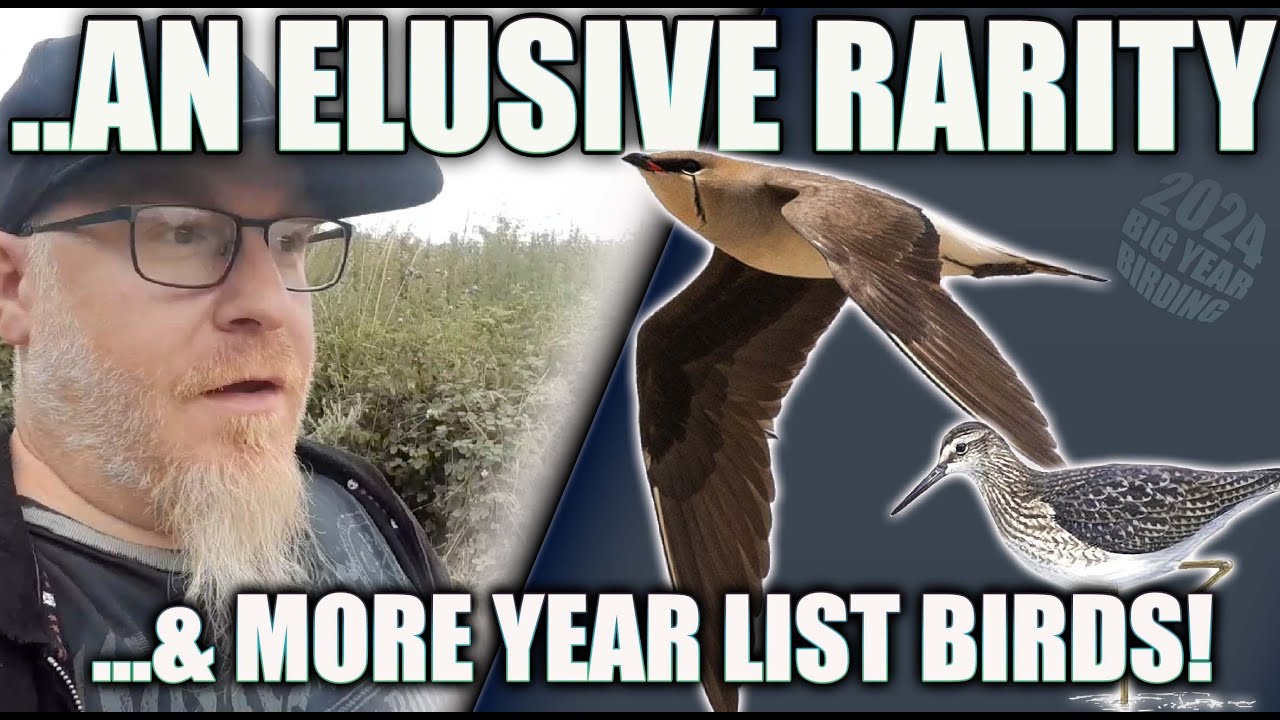 AN ELUSIVE RARITY, MORE BIRDS FOR OUR BIG YEAR CHALLENGE!