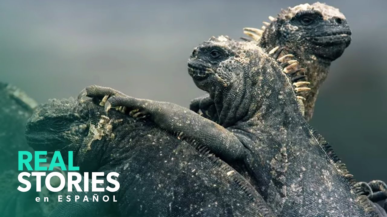 Explorando El Ecosistema &Uacute;nico De Las Islas Gal&aacute;pagos | Gal&aacute;pagos Salvaje | Real Stories En Espa&ntilde;ol