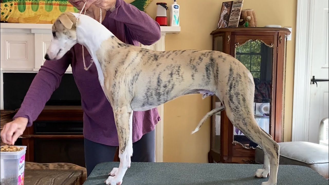 Dell (Aristaios Cloudburst O’er Cloverdell, 6 months) Whippet show table practice 2024.09.22