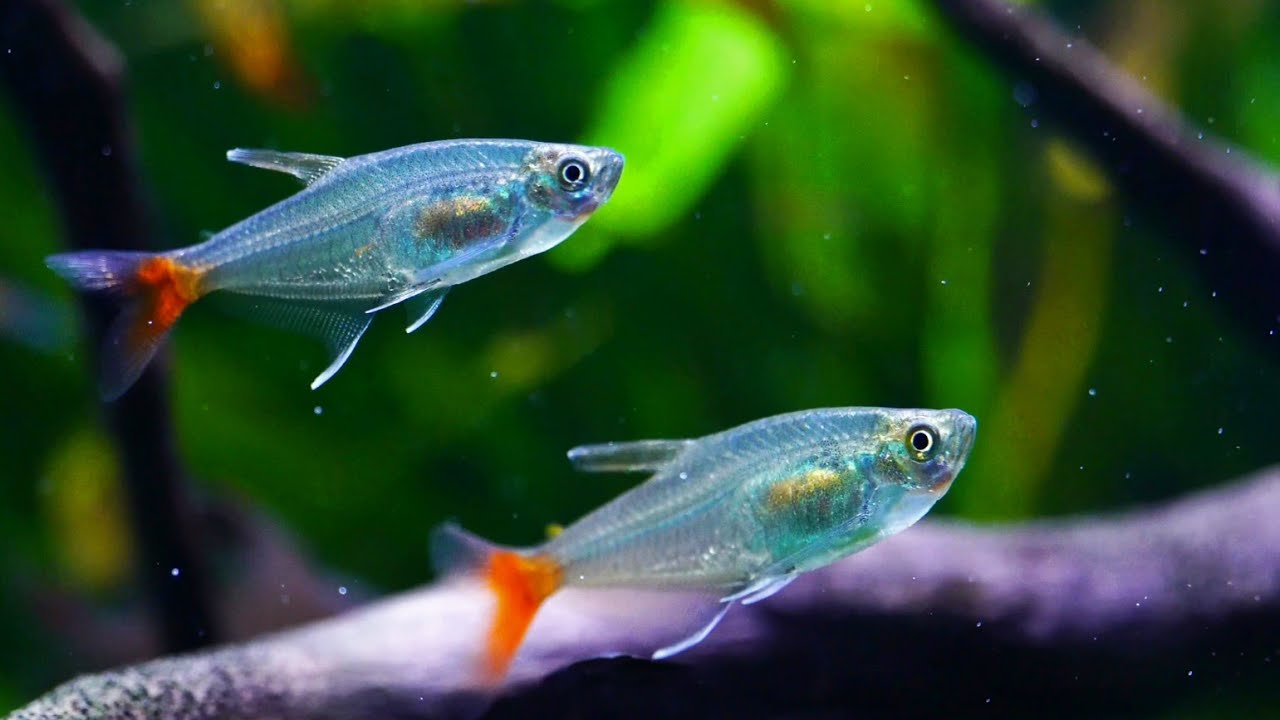 Glass Bloodfin Tetra (Prionobrama&nbsp;filigera). Tight shoaling top dwelling fish. Community aquarium.