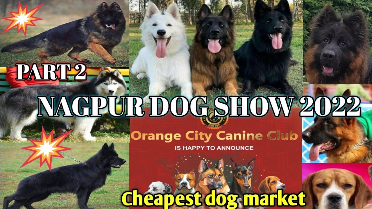 NAGPUR DOG SHOW IN 2022 😍 || Biggest Dog show in Maharashtra || low price dog puppy available 😍😍😍 ||