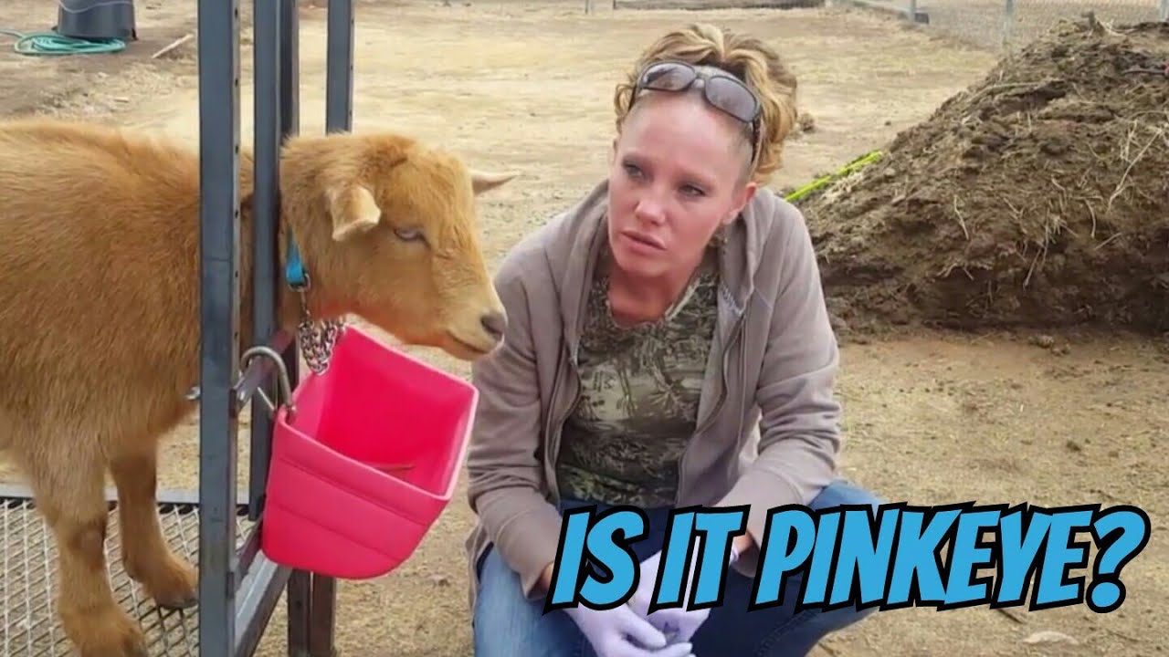Does My Goat Have Pinkeye?
