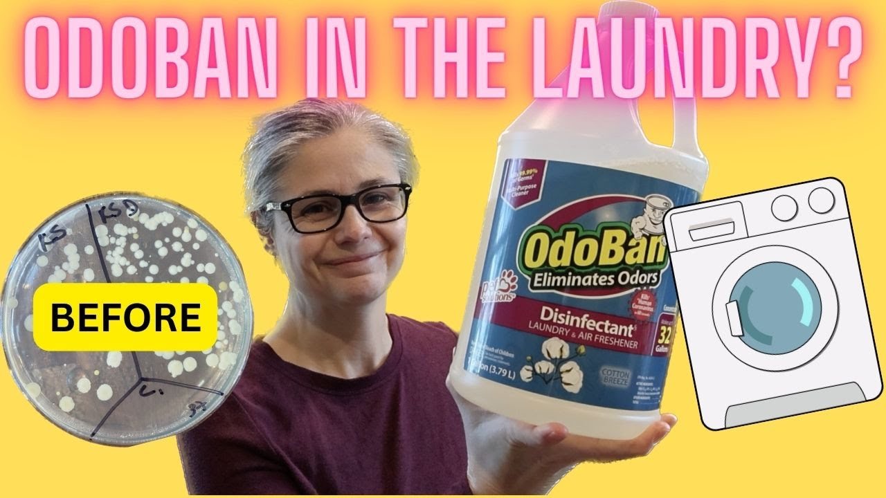 Testing Odoban To See If It Can Remove Bacteria From Laundry! - Tested with Petri Dishes