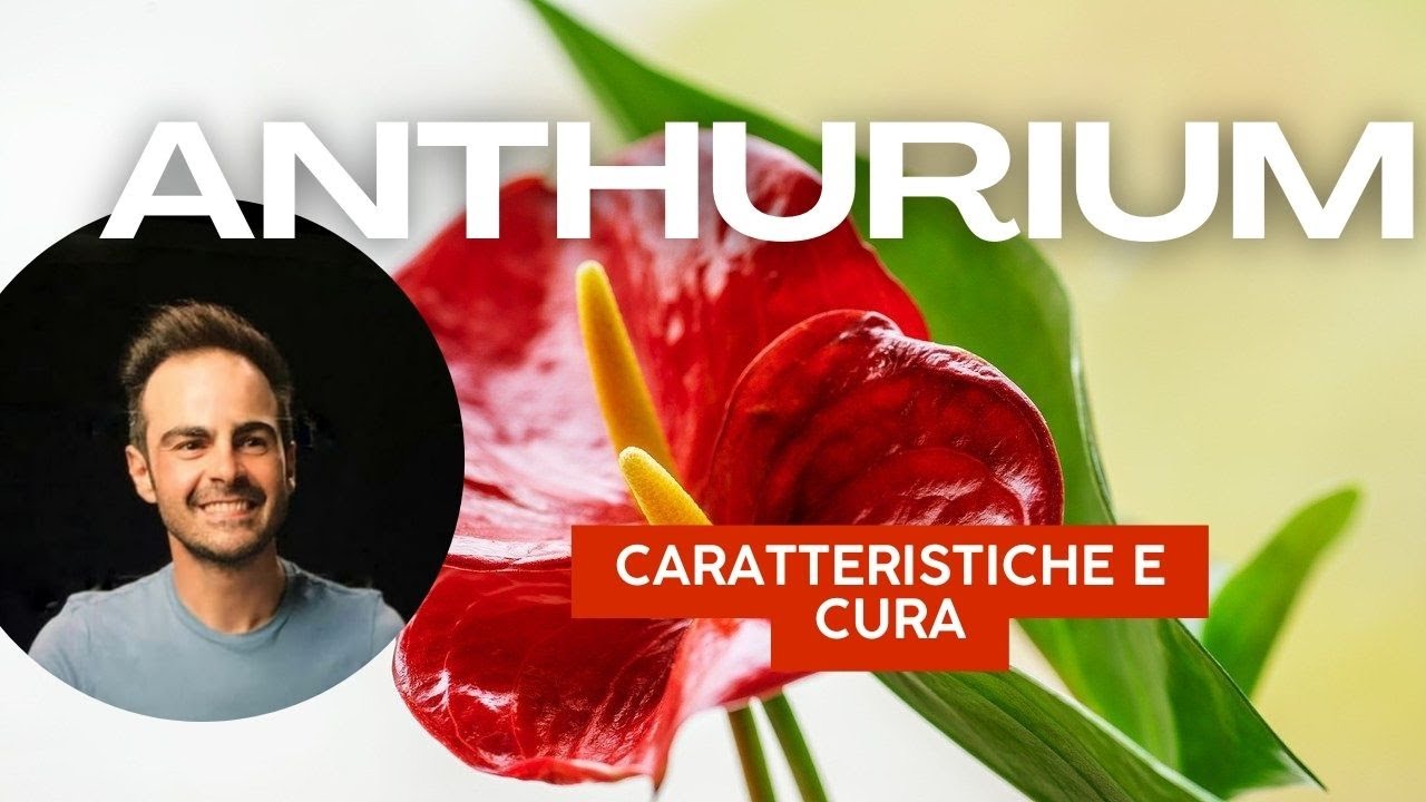 ANTHURIUM felice: come prendersi cura di questa pianta straordinaria