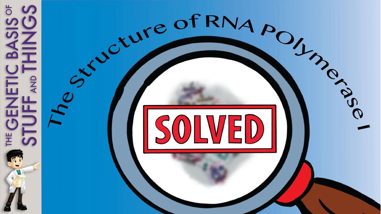The structure of RNA polymerase I: A 50 year mystery solved!