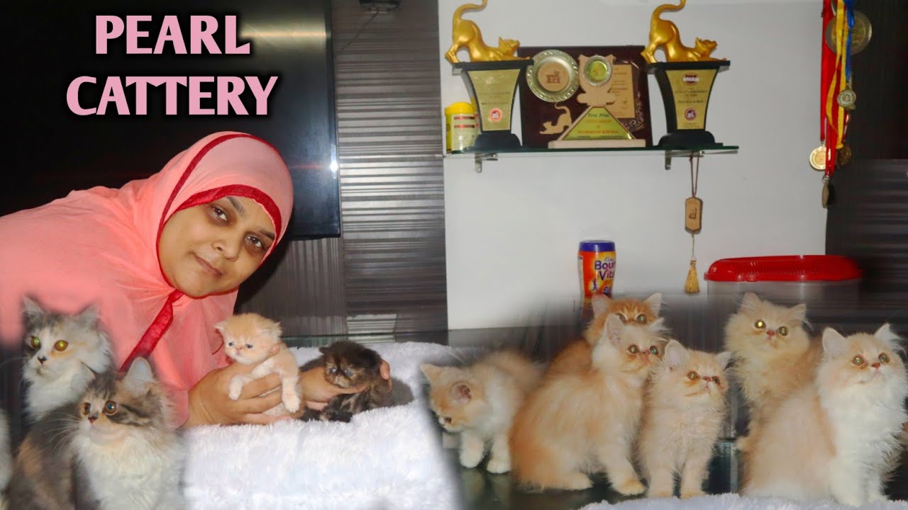 Extreme Quality Persian Kittens Booking Open At Pearl Cattery