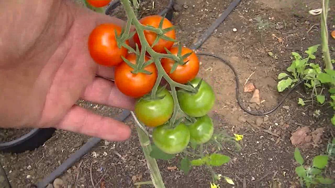(21) Planting Wallflowers + August update
