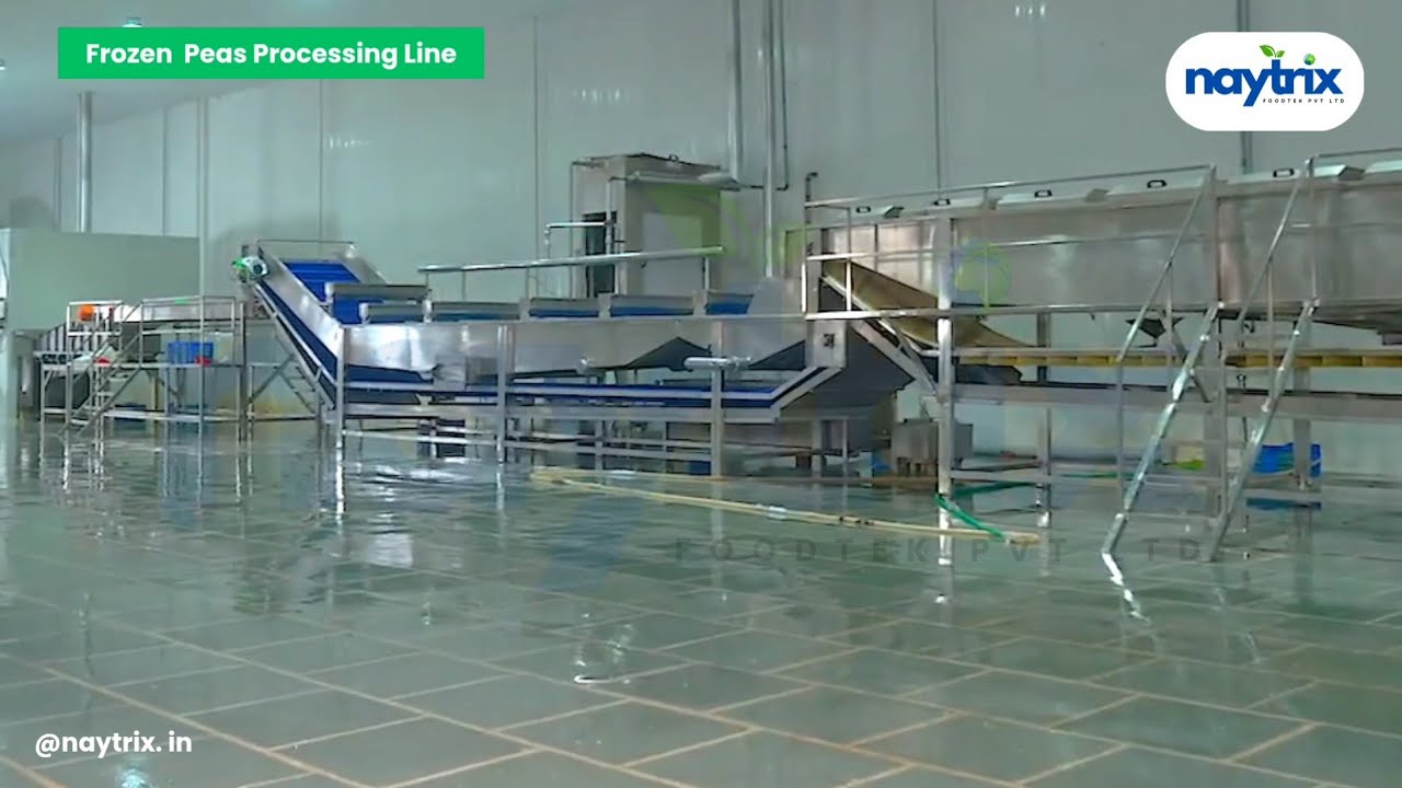 Frozen Peas Processing Plant | Automatic IQF Frozen Green Peas Making Machine | #frozengreenpeas