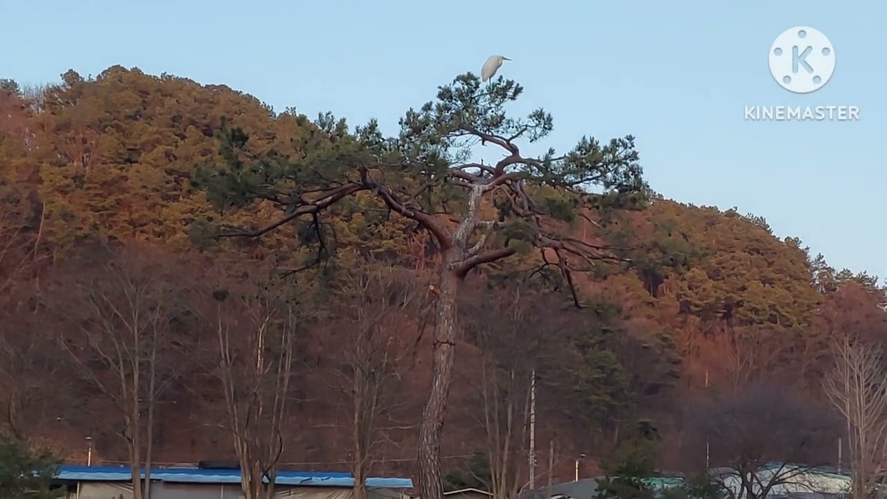 괴산군 괴산읍 동부리에서 #저녁개울풍경 
