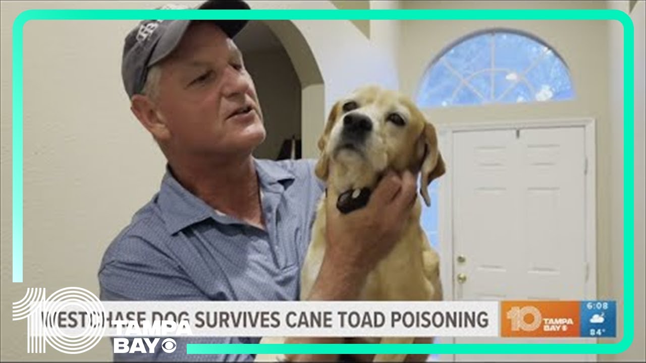 Westchase family says dog recovering after cane toad poisoning