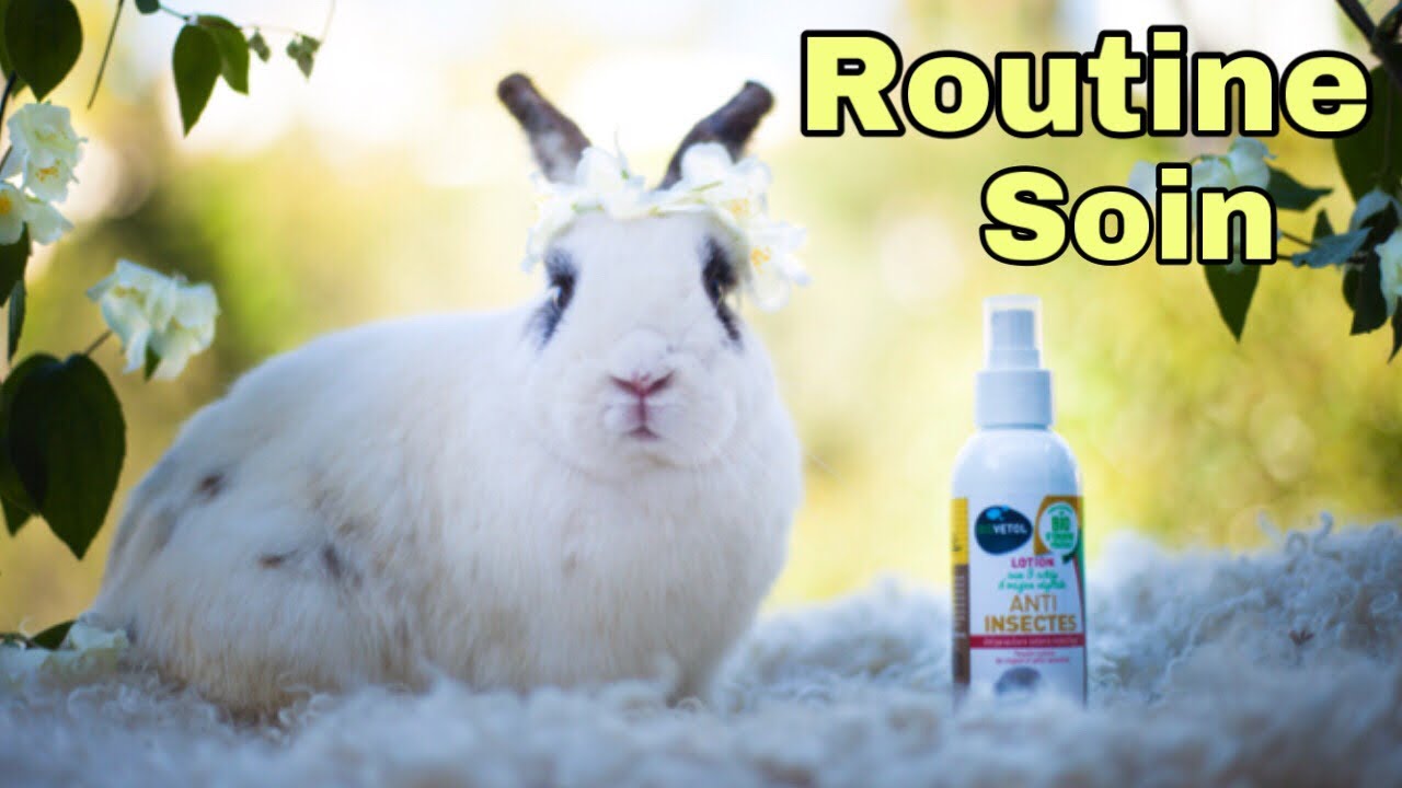 Routine soin avec les lapins et les cochons d'inde !