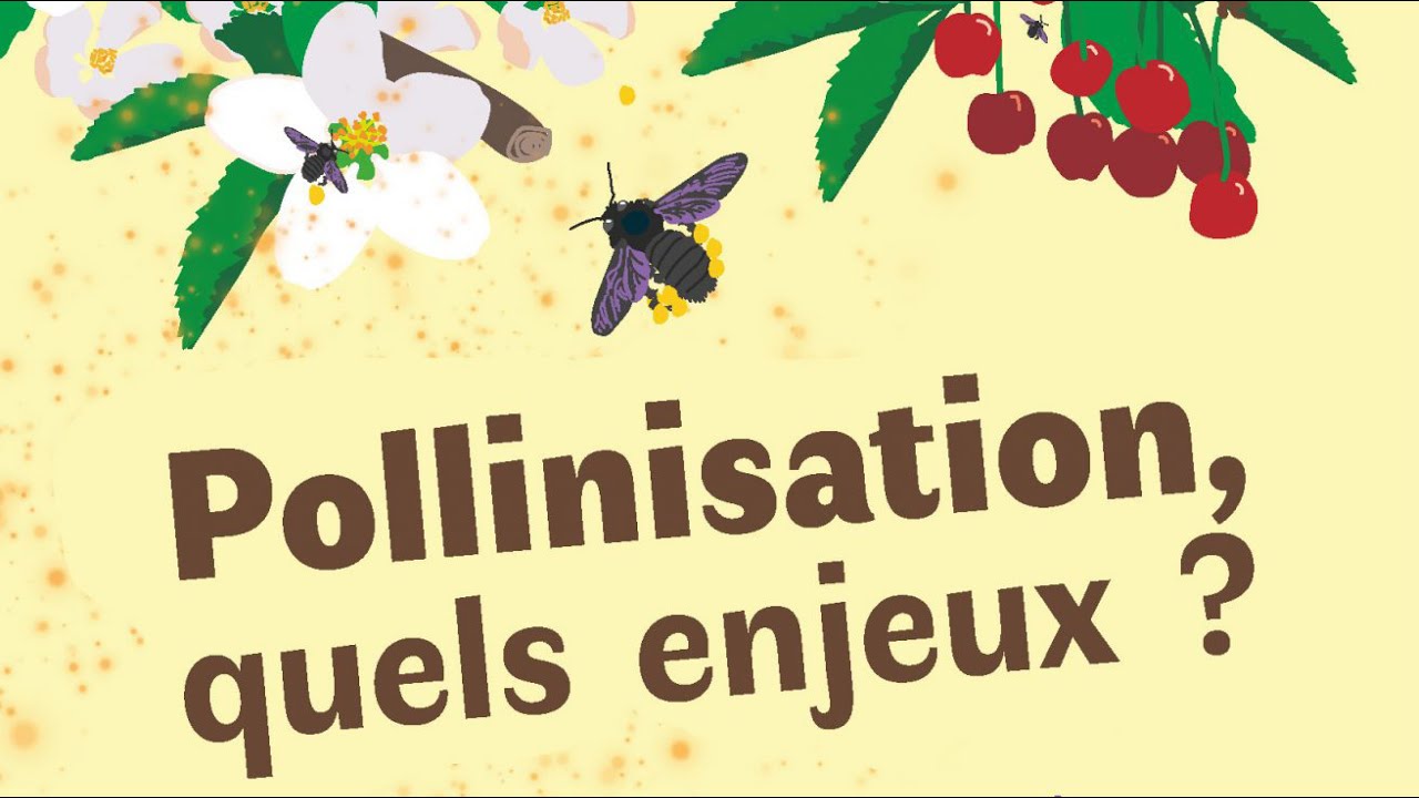 4-La multiplication de semences potagères et florales