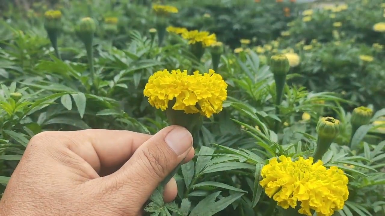 Cách cầm bông vạn thọ nở sớm hiệu quả, huỳnh cập nhật