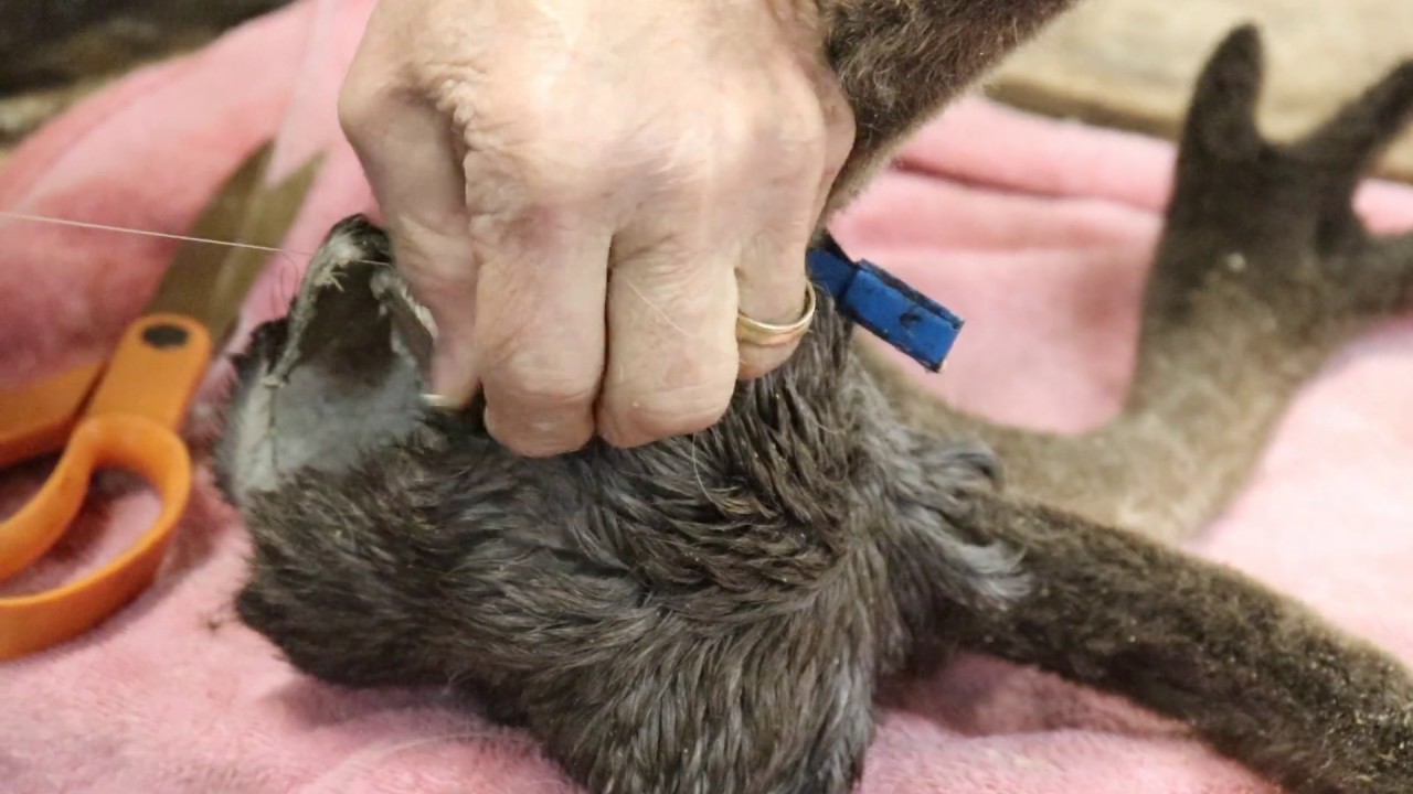 Adding the Scalp to a Caribou Panel Mount |Testa's Tuesday Tips|