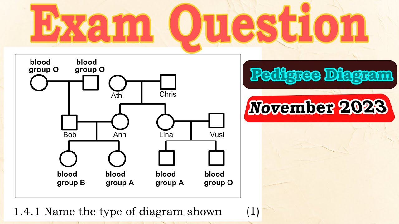 Exam Question | Genetics | Life Science grade 12 | A pedigree diagram