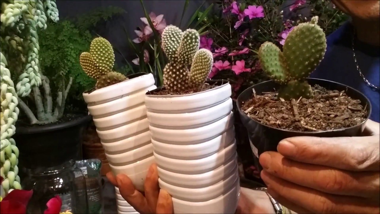 CACTO ORELHA-DE-COELHO (Opuntia microdasys), Opúntia, Palma-brava, COMO REPLANTAR E CULTIVAR