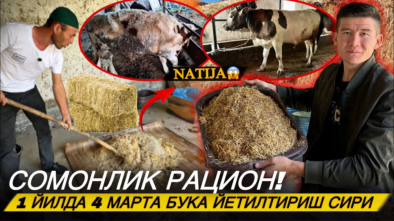 СИЗ БИЛМАГАН УСУЛ 70 КУНДА БУҚА ТАЁР БУЛДИ? ИШОНМАСАНГИЗ ХАМ ХАҚИҚАТ😳