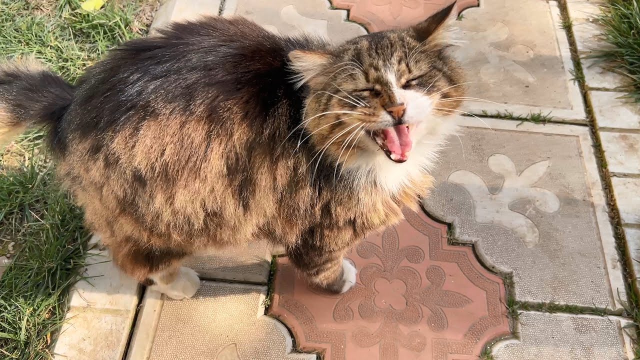 Cat with the Cutest Meow Has Returned! Mr Feast !!