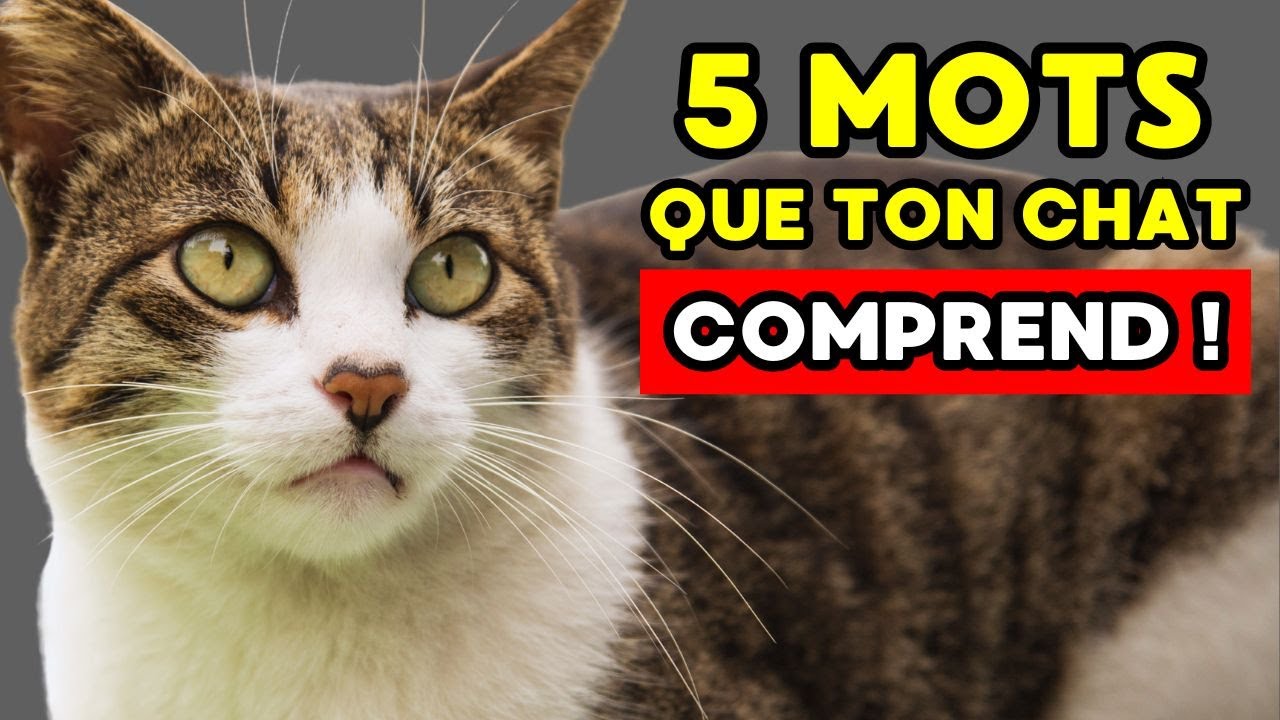 5 mots que ton chat comprend VRAIMENT (et c’est prouvé par la SCIENCE)
