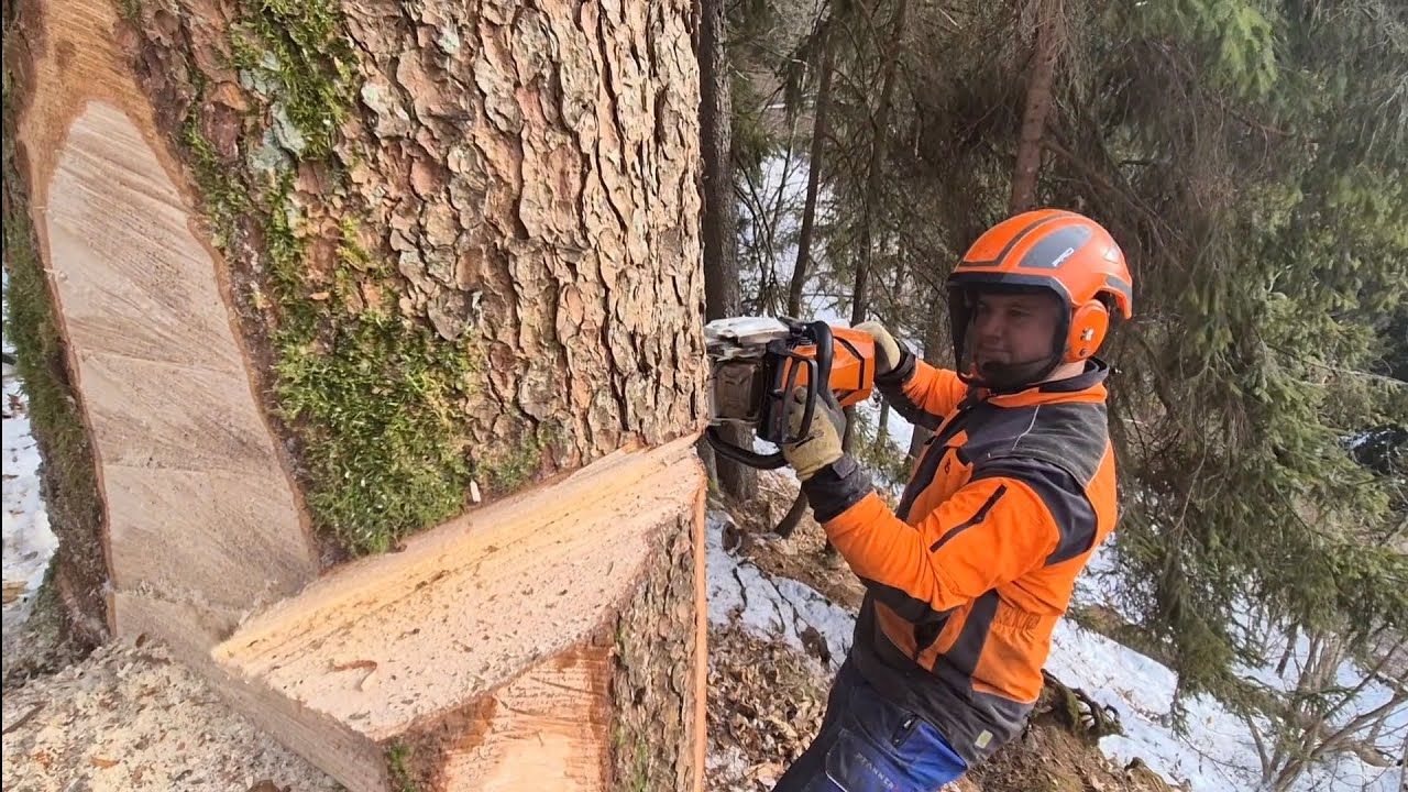 Posek in spravilo lesa (Stihl MS 500i, TAJFUN 2X55)