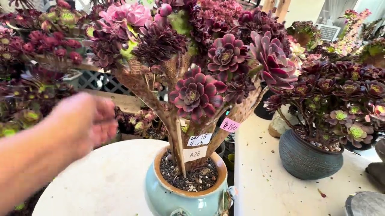 2025. 16.5 Stunning Fully Rooted Crested Aeoniums 10% discount. 408-992-5539