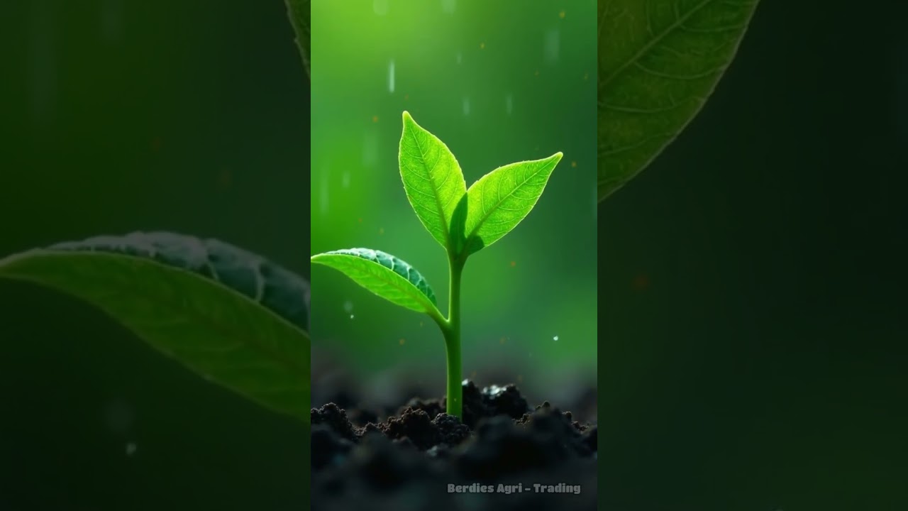 Seedlings: Storm Shields in the Philippines