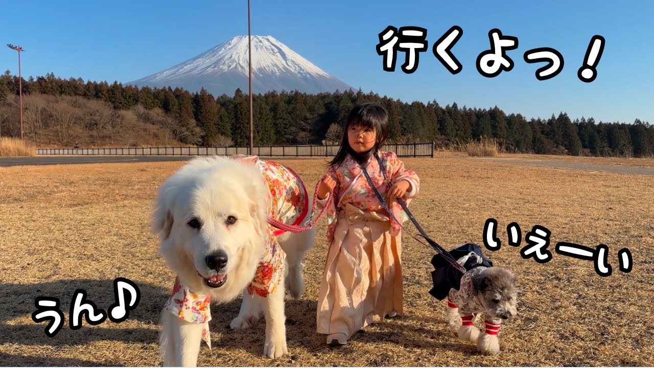 【圧巻】超大型犬と狂犬をしっかりと従わせながらも楽しそうに散歩をする３歳児がすごすぎる…！｜グレートピレニーズ&オールドイングリッシュシープドッグ&トイプードル