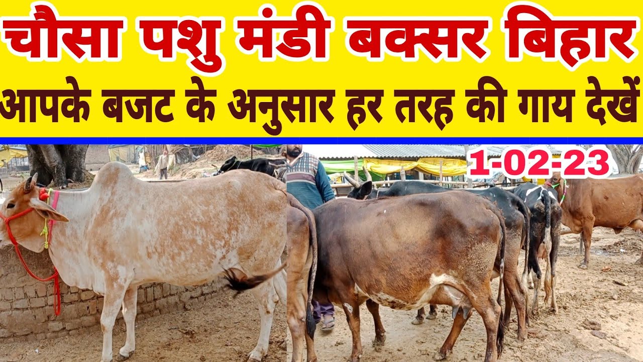 चौसा पशु मंडी में हर बजट की गाय मिल ही जाती है/chausa pashu mandi buxar 2023/new video chausa mandi