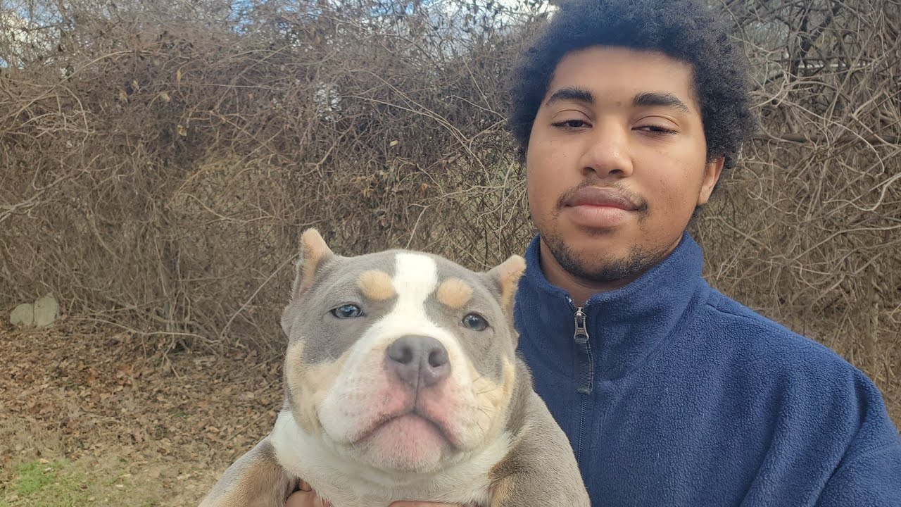 THIS 2XCH.LUCKYLUCIANO PUP IS A MONSTER ABKC POCKET MICRO 5MONTH ABKC STACKED PEDIGREE AMERICANBULLY