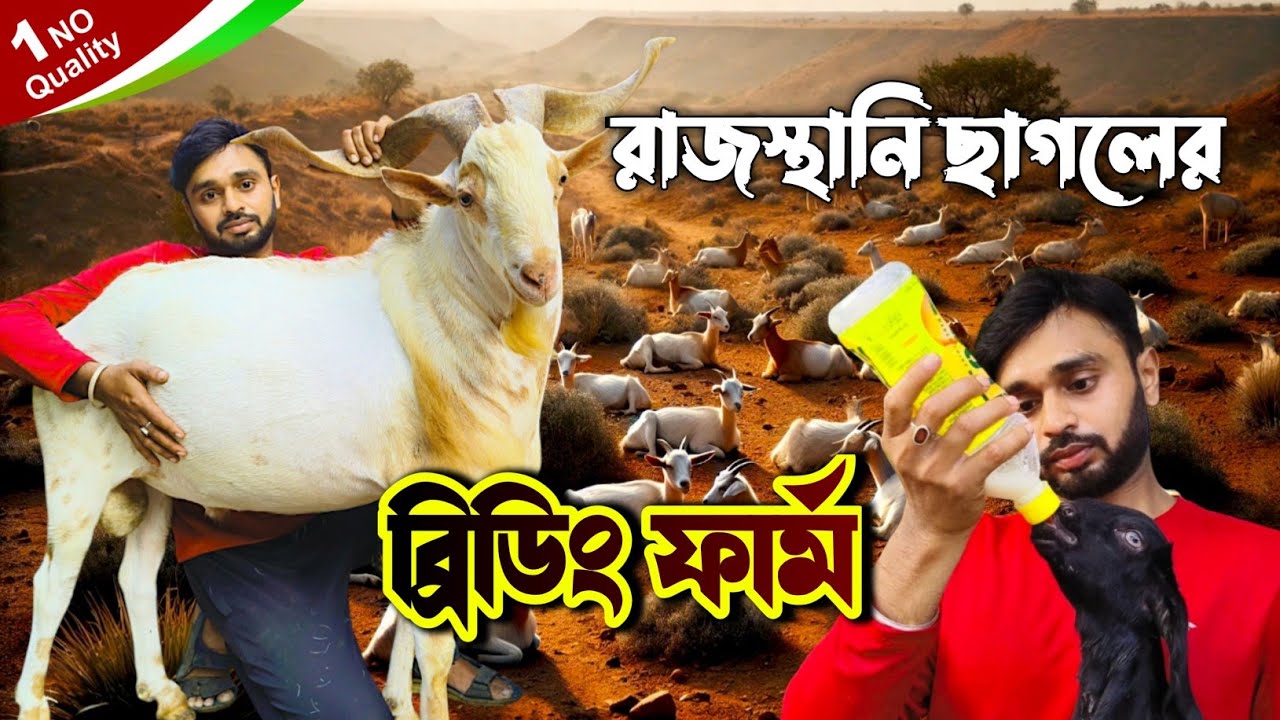 রাজস্থানি ছাগলের ব্রিডিং ফার্ম || Hybrid Goat Breeding Farm || Unnat Bakri Farm