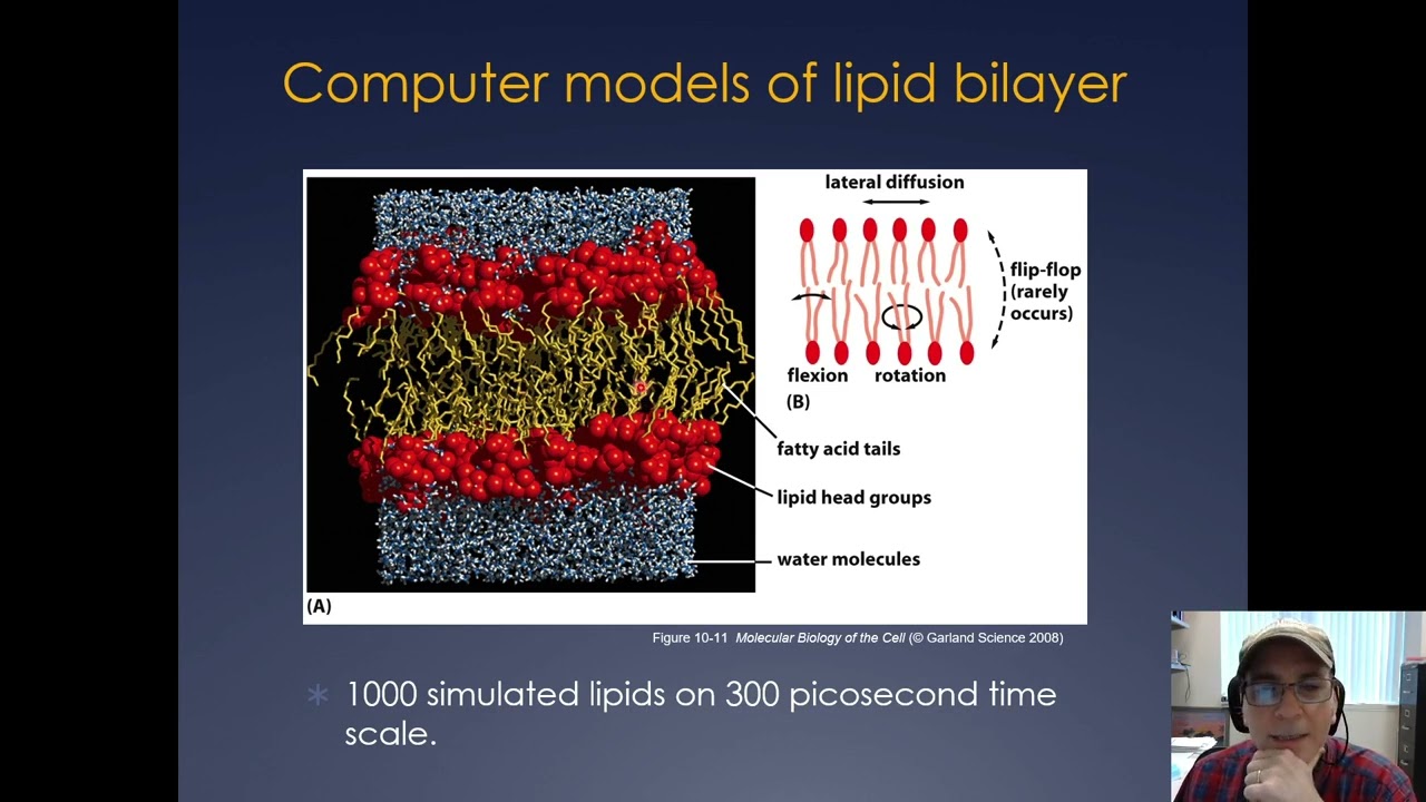 Molecular Cell Biology Lecture 16, Part A; Membranes, Secretory Pathway, and Transport