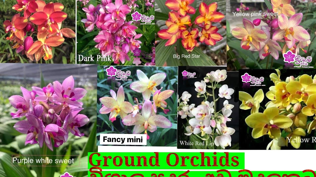තායිලන්තයෙන් ආනයනික Ground orchids