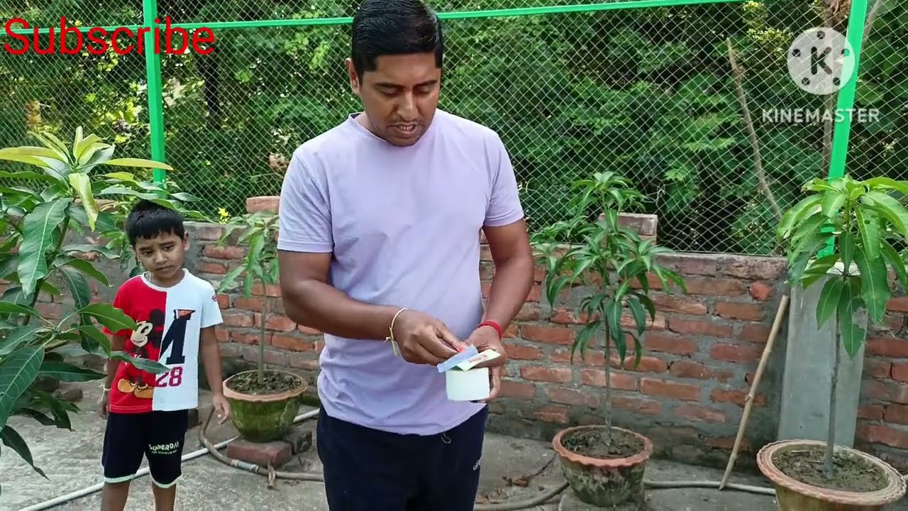 Grafting update and Mango harvest
