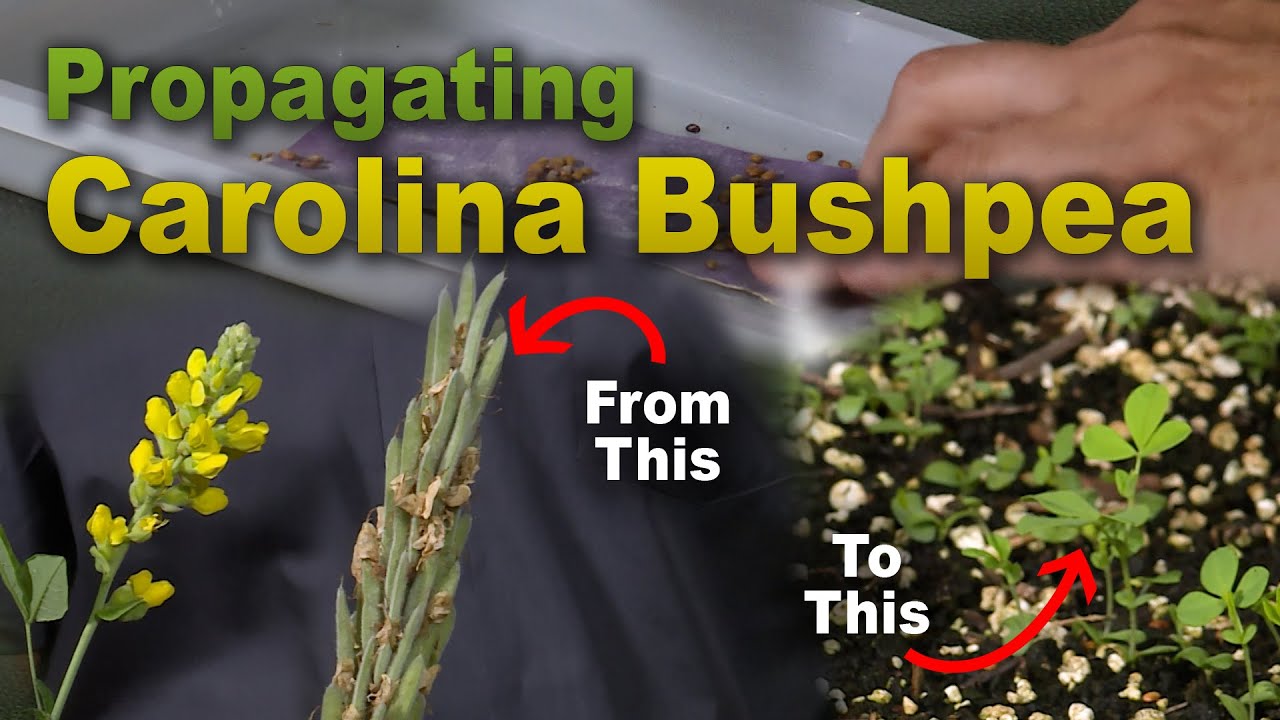 Propagating Carolina Bushpea Using Scarification – Family Plot