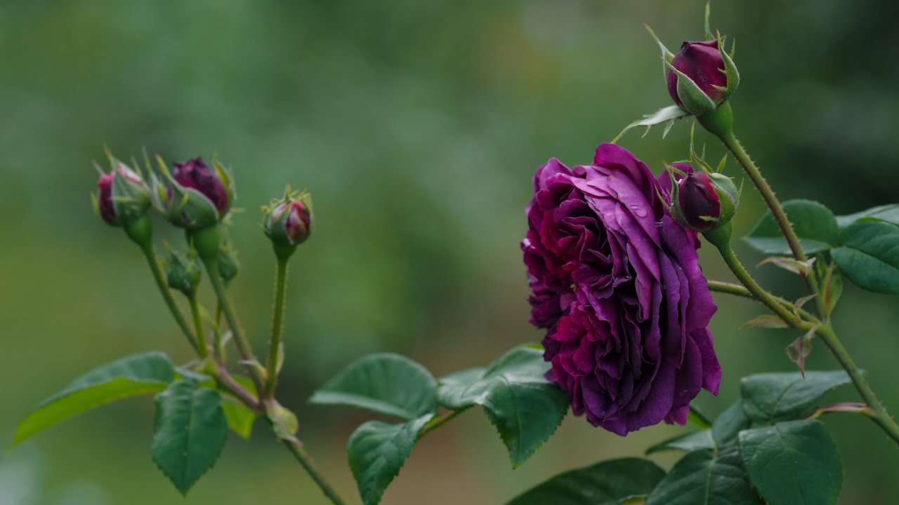 Old rose in parque de Cervantes