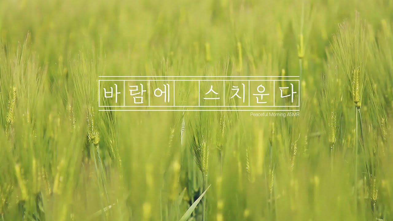 바람에 스치운다 청보리밭 바람소리 ASMR