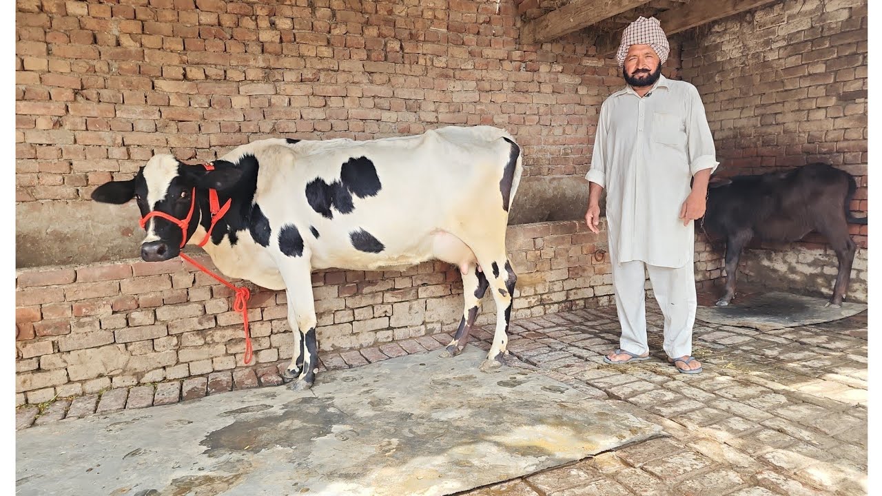9592856086 ਸੂਣ ਵਾਲੀ ਗਾ ਸੇਲ #cow #🙏❤️👍👌🙏🙏🙏