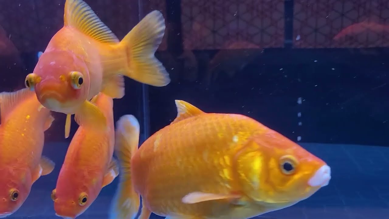 Tokyo Skytree Aquarium 11/17/22