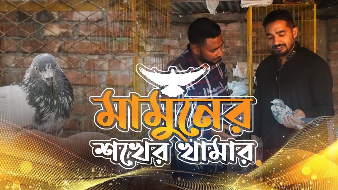 মামুনের শখের পায়রা খামার | Pigeon Farm | Chittagong Live