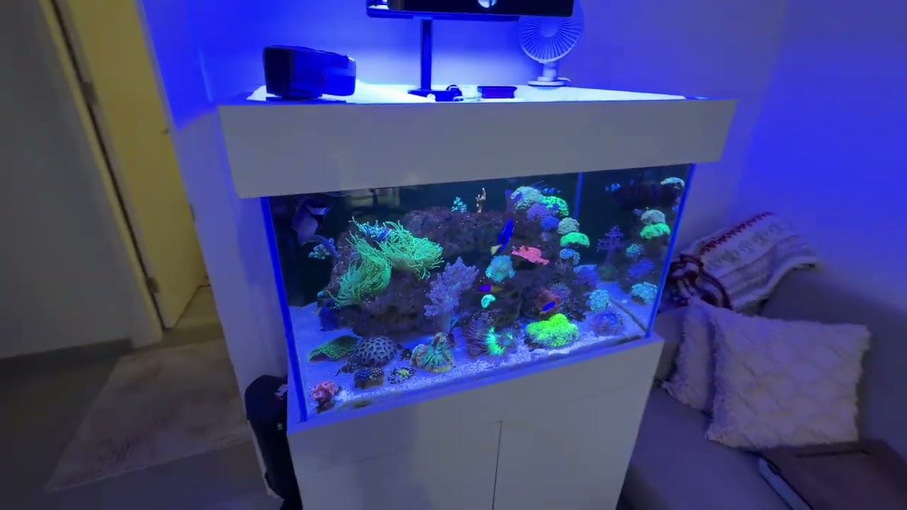 Yeni Deniz Akvaryumumu Tanıtıyorum Macera Büyüyor
