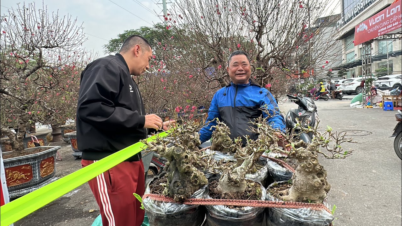 QUÁ RẺ, MẤT LƯỢT RỒI - 400K CÂY ĐÀO ĐẸP ÔNG MUA RẤT NHANH, CHỢ BONSAI VẠN PHÚC CÓ CÂY ĐẸP