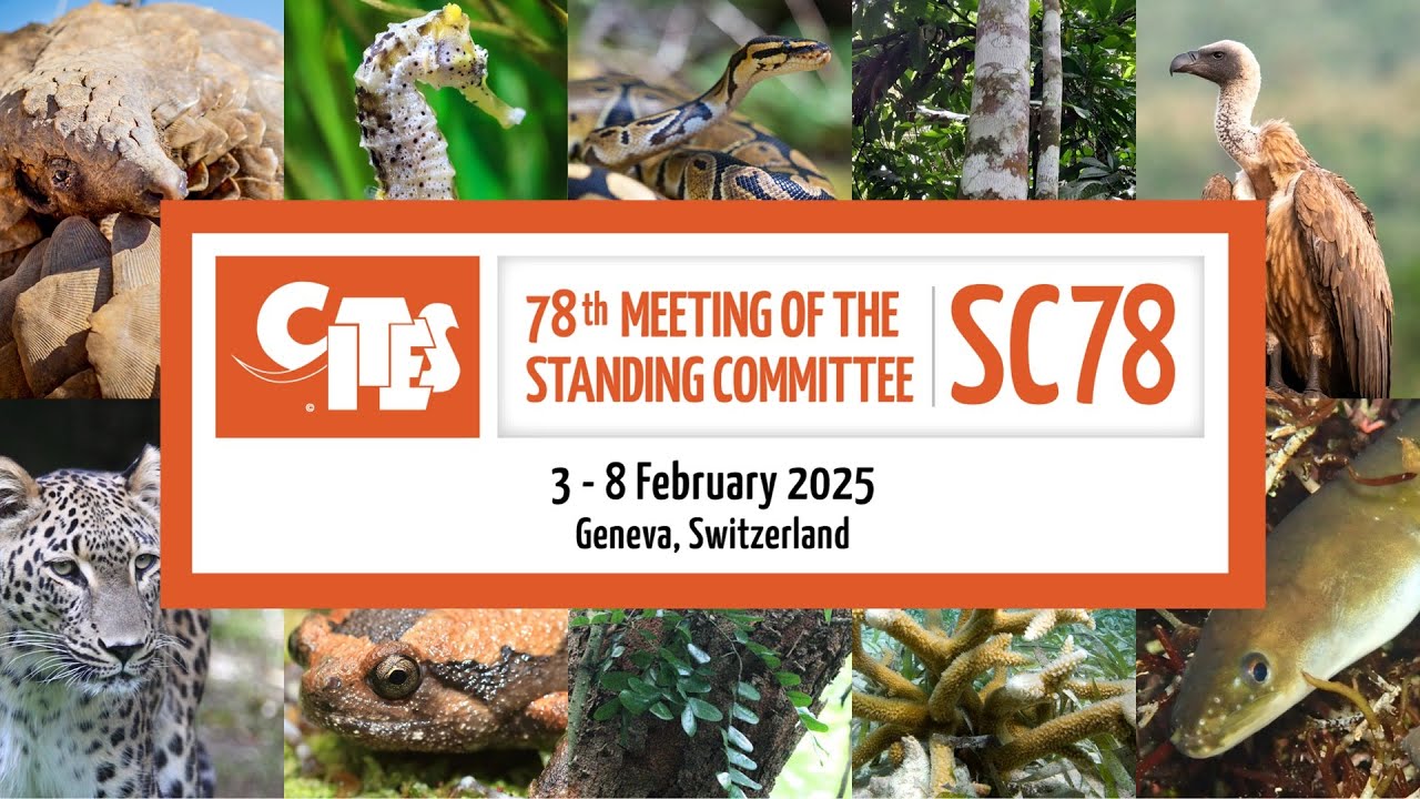 78th Meeting of the CITES Standing Committee - Morning (February 04)