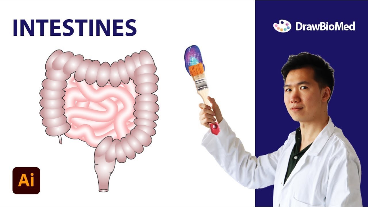 How to Draw Intestines in Adobe Illustrator | Schematic Scientific Illustration | Graphical Abstract