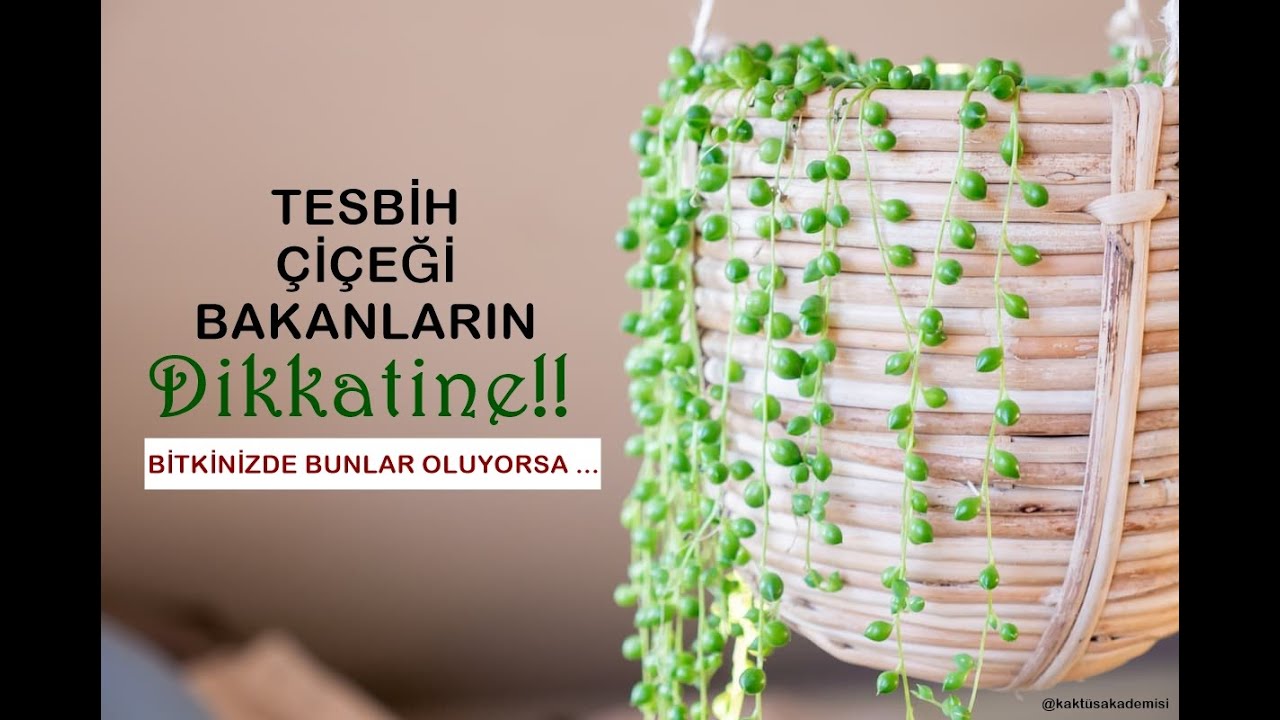 TESBİH ÇİÇEĞİNİZ KURUYORSA MUTLAKA BUNLARI YAPIN! | Tesbih Çiçeği Kurtarma!