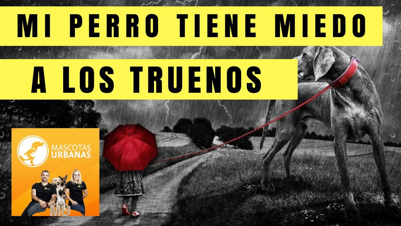 Cómo Evitar el Miedo del Perro a los Truenos