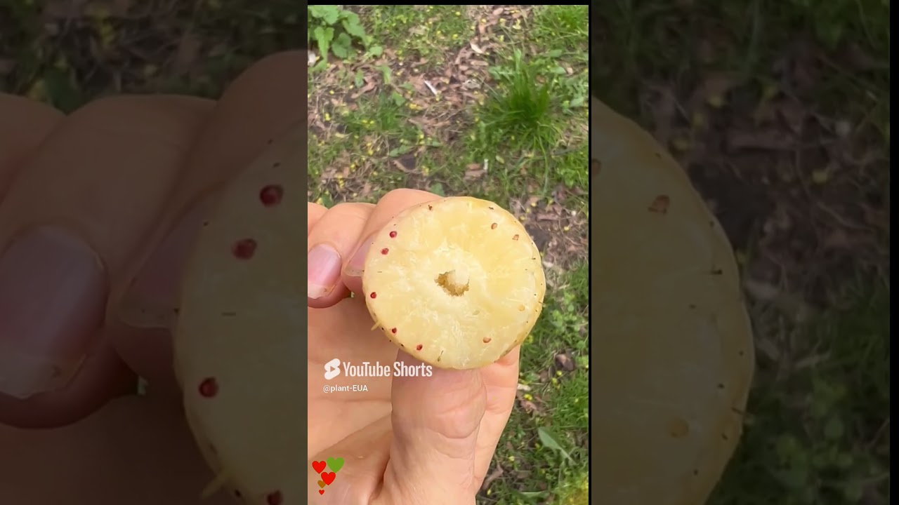 White Strawberries: How to Grow and Enjoy This Rare and Sweet Fruit!