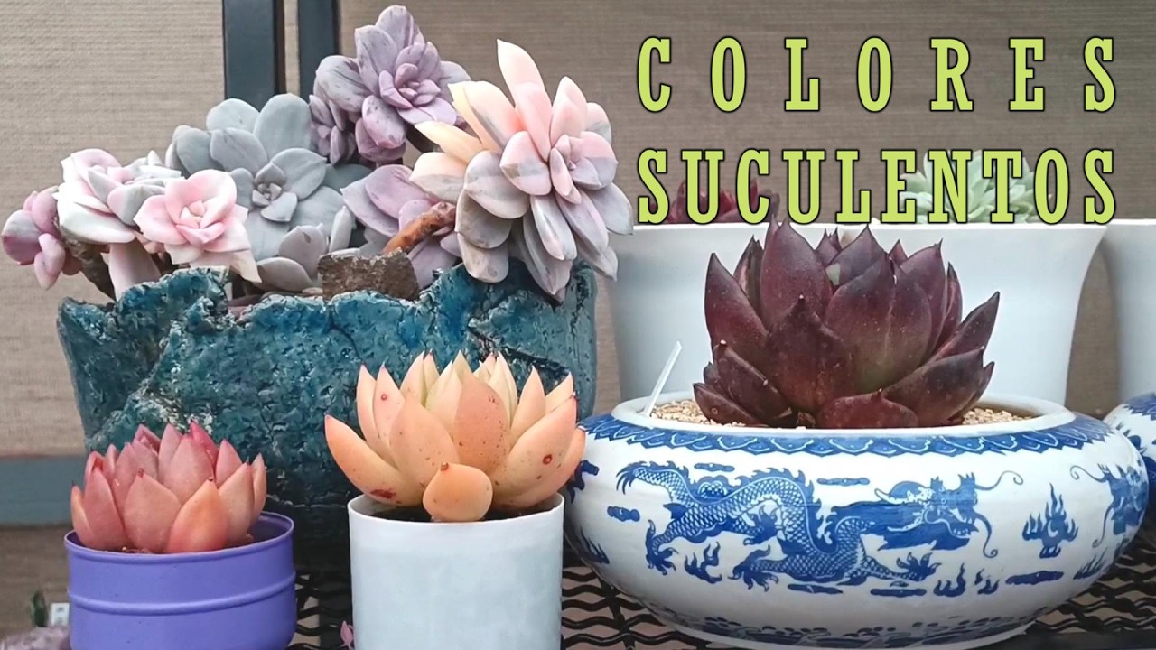 Vamos por un recorrido suculento lleno de colores mágicos #tour #pigmentos #villalindura