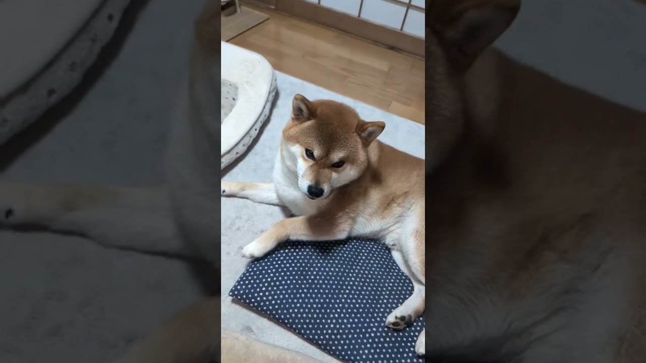 柴犬まめと猫のミスターとハチ がライブ配信中！